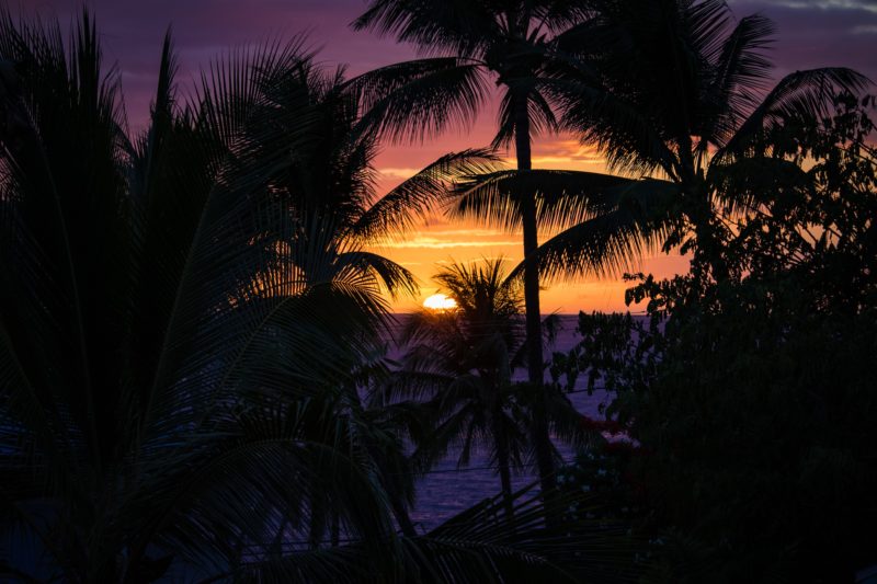 stockfotos verkaufen palmen im abendlicht