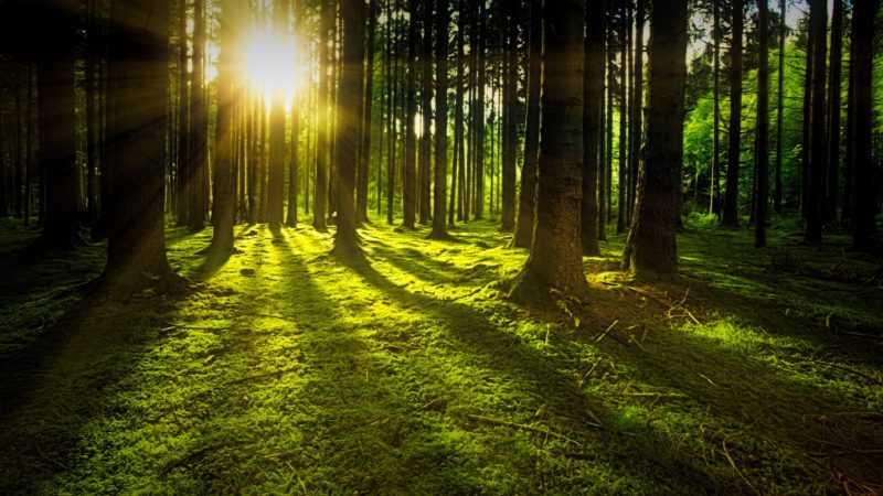 Wald fotografieren Gegenlicht