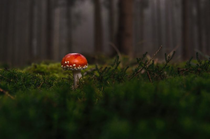 Wald fotografieren Farbenkontrast