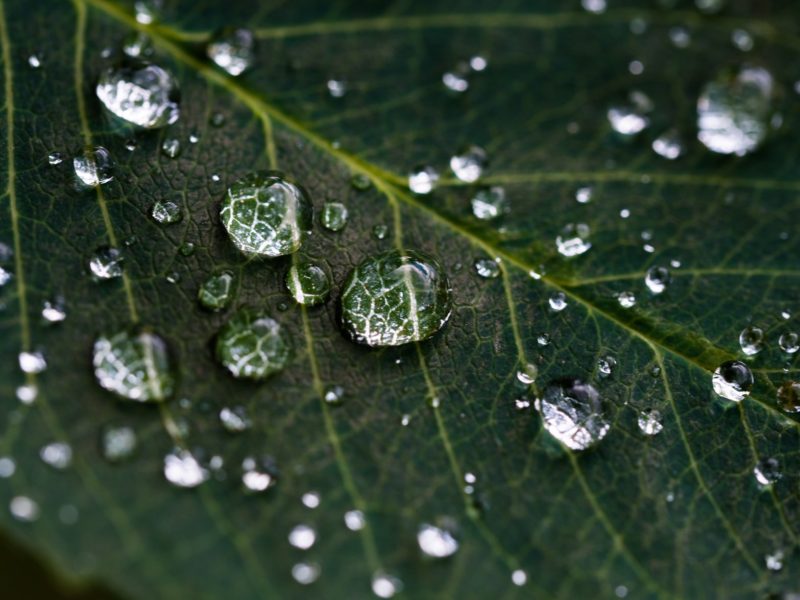 Wald fotografieren Makrofotografie