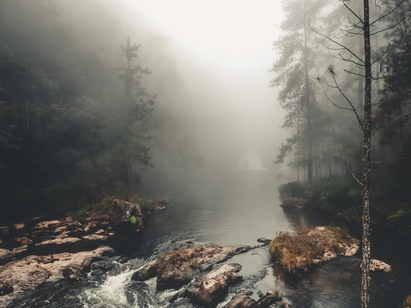 Wald fotografieren Nebel