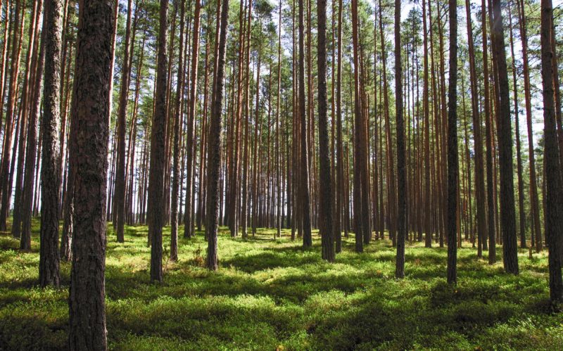 Wald fotografieren Komposition