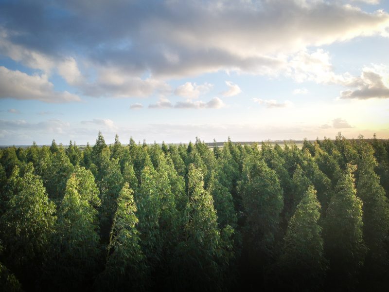 Wald fotografieren Wolken